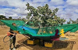 Naturduero finaliza la campa&ntilde;a de recogida de pistacho con una cosecha de 9.000 kilos