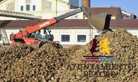 Azucarera estima superar en un 20% la remolacha sembrada en Toro