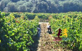 El sector vin&iacute;cola acusa el descenso de las ventas, que condicionar&aacute; la compra de uva