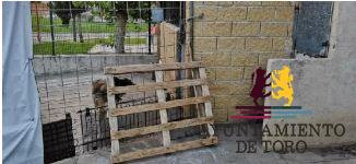 Un concurso de dibujo infantil conciencia sobre respeto y adopci&oacute;n de animales en Toro