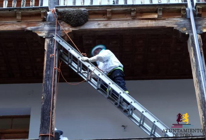 Los bomberos de Toro retiran varios enjambres de abejas