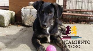 ``Animales abandonados`` comienza los tr&aacute;mites para convertirse en asociaci&oacute;n