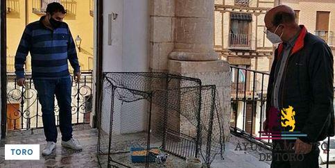 Capturadas 4.000 palomas en Toro para su control poblacional