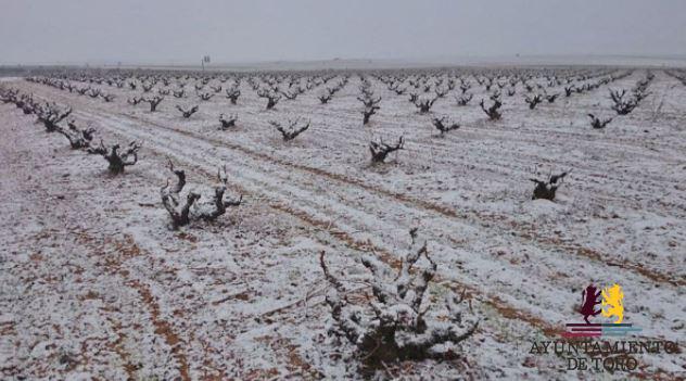 La nieve, aliada del vi&ntilde;edo de la DO Toro