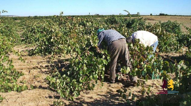 La DO Toro anima a inscribir vi&ntilde;as de albillo y moscatel
