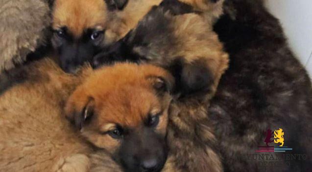 La Polic&iacute;a recoge en Toro cachorros de perros salvajes que necesitan casas de acogida