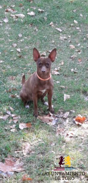 Cala (podenca peque&ntilde;a)